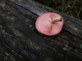 Rhodotus palmatus image