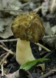 Morchella punctipes image