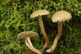 Kuehneromyces marginellus image