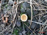 Coltricia perennis image