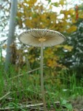 Parasola plicatilis image
