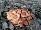 Lyophyllum decastes image