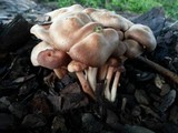 Lyophyllum decastes image