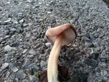 Lyophyllum decastes image