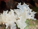 Tremella fuciformis image