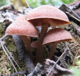 Tubaria confragosa image