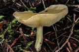 Rhodocollybia maculata image