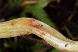 Rhodocollybia maculata image