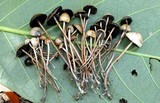 Panaeolus subbalteatus image