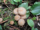 Kuehneromyces marginellus image