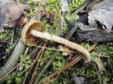 Kuehneromyces marginellus image
