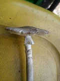 Amanita cylindrispora image