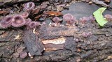 Panus neostrigosus image