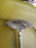 Amanita cylindrispora image