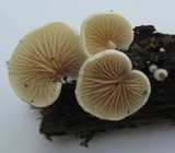 Crepidotus versutus image