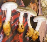 Amanita proxima image