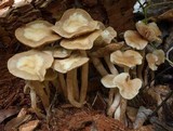 Kuehneromyces marginellus image
