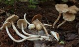 Kuehneromyces marginellus image