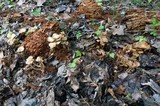 Kuehneromyces marginellus image