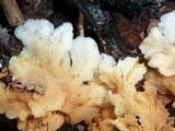 Lentinus copulatus image