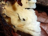 Lentinus copulatus image