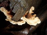 Cymatoderma dendriticum image