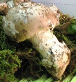 Amanita argentea image