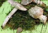 Amanita argentea image