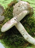 Amanita argentea image