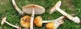Amanita subnudipes image
