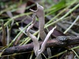 Xylaria cornu-damae image