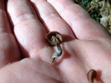 Tubaria confragosa image