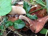 Gymnopus luxurians image