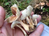 Gymnopus luxurians image