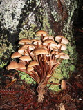Gymnopus acervatus image