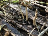 Xylaria cornu-damae image