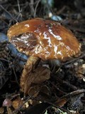 Cortinarius perfoetens image