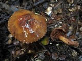 Cortinarius perfoetens image