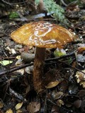 Cortinarius perfoetens image