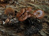 Psilocybe brunneoalbescens image