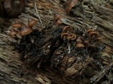 Psilocybe brunneoalbescens image