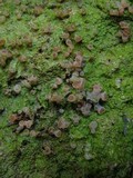Baeomyces heteromorphus image