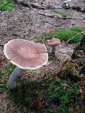 Cortinarius evernius image