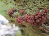 Arcyria denudata image