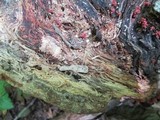 Arcyria denudata image