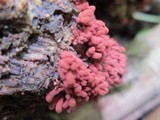 Arcyria denudata image