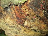 Arcyria denudata image
