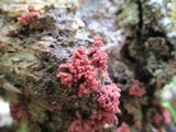 Arcyria denudata image