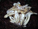 Lyophyllum decastes image