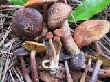 Gymnopilus aeruginosus image